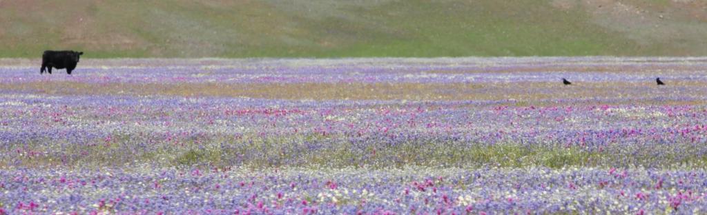 wildflower landscape