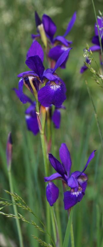 Siberian irises